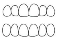 歯の形態イメージ