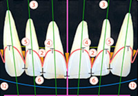 歯の配列・位置イメージ